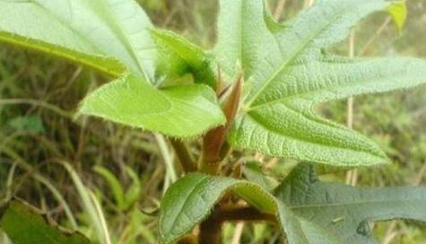 五指毛桃种子的收集和保存方法（以五指毛桃为例）